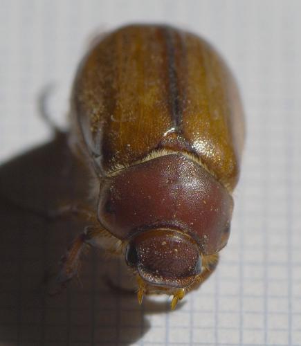 Réf. 240 975 : Amadotrogus sp.